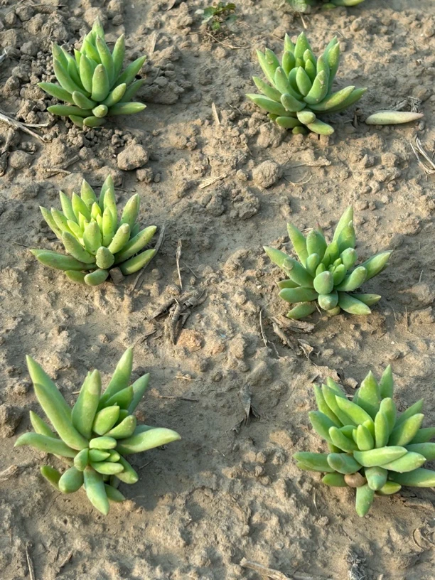 千佛手多肉植物4颗