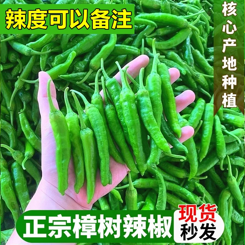 【正宗樟树港辣椒】精选湖南特产薄皮清香软香辣椒做虎皮产地采摘