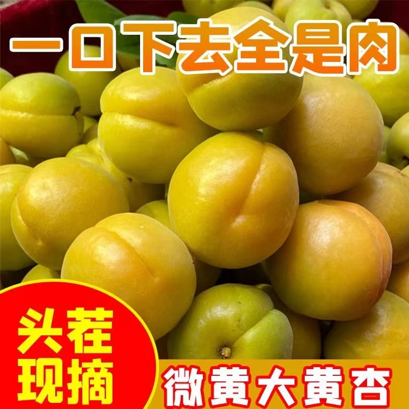 山西运城大黄杏头茬现摘现发微黄大黄杏特大果大丰收5斤包邮