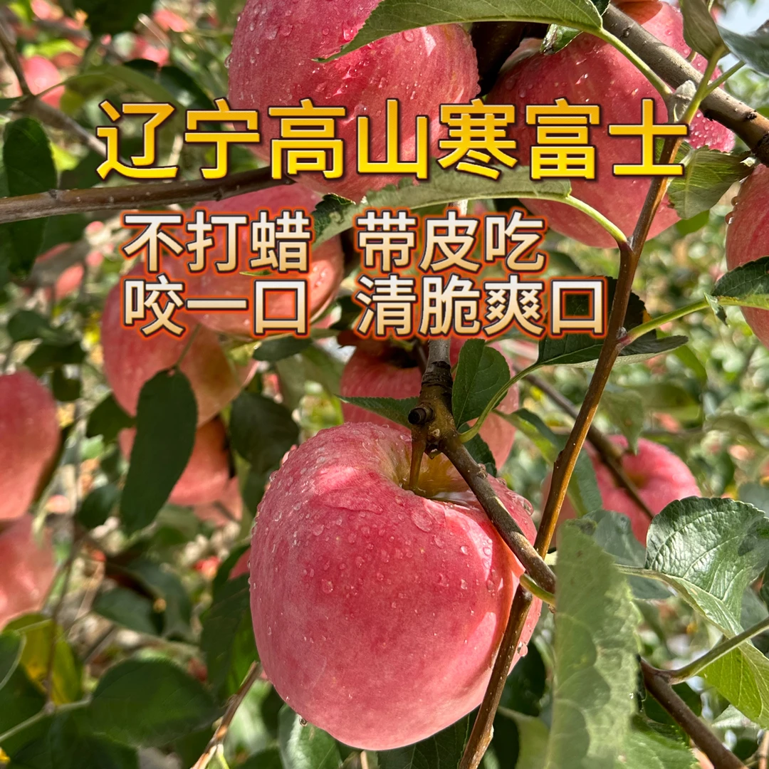 25年新苹果正宗东北高山寒富士新鲜脆甜多汁苹果原产地现摘直发