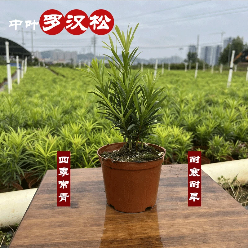 掌中宝罗汉松丛林微型盆景基地盆3盆包邮