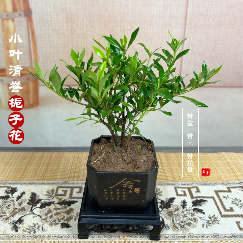 【带底座】小叶重瓣栀子花绿植盆栽室内庭院阳台花卉浓香型花塑料盆