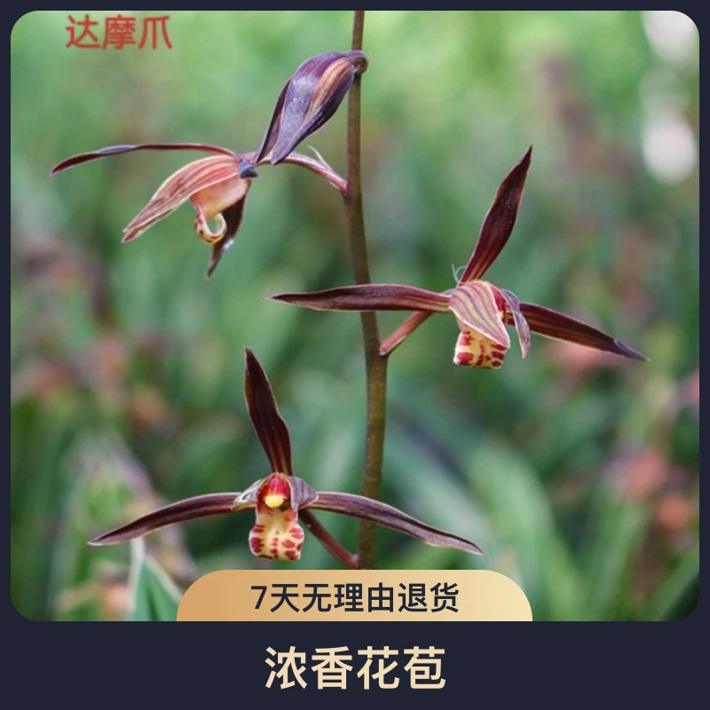 达摩爪金边矮种墨兰兰花苗盆栽兰草名贵浓香花苞室内好养花卉绿植