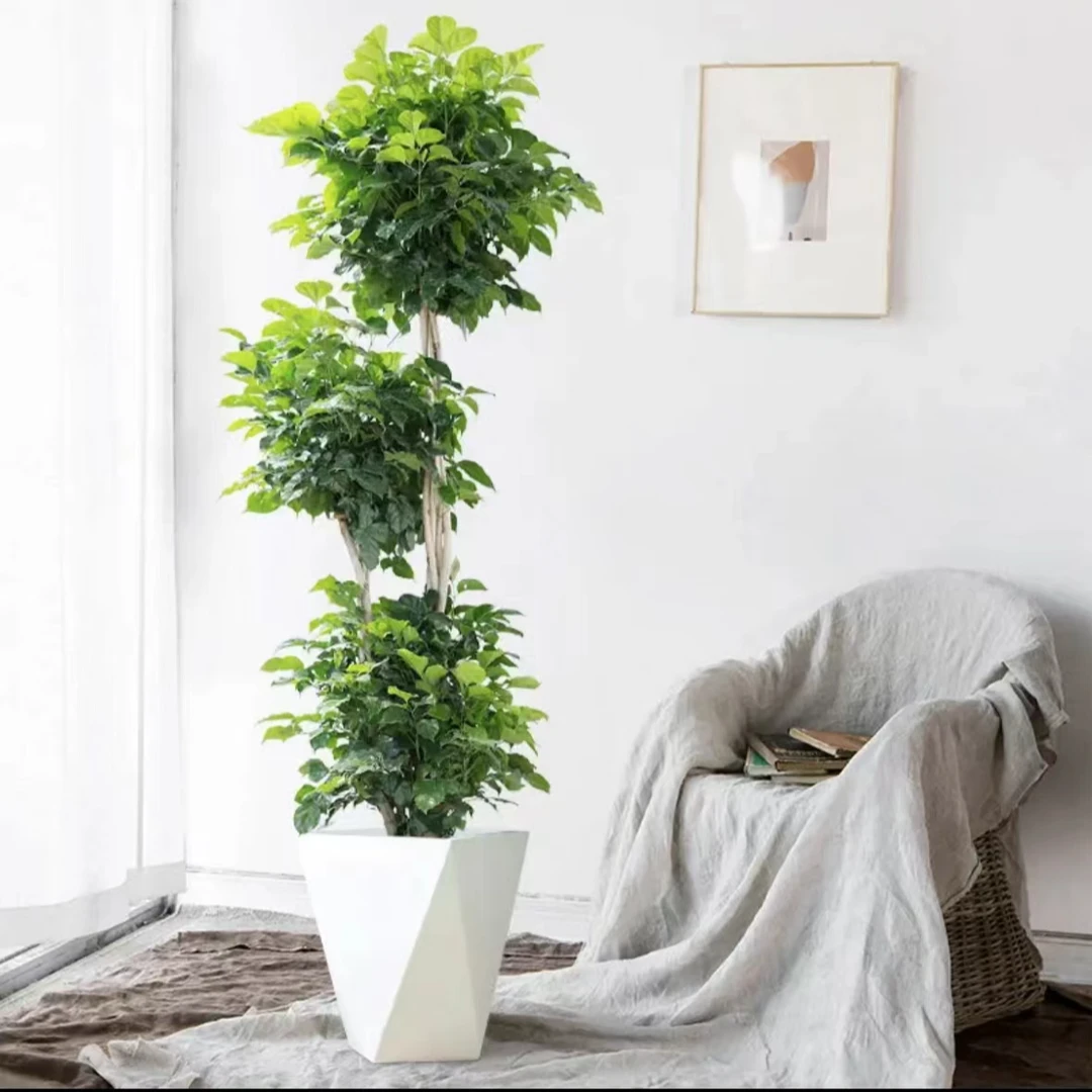 （直播专属）三层幸福树网红绿植老桩盆栽植物办公室室内好养