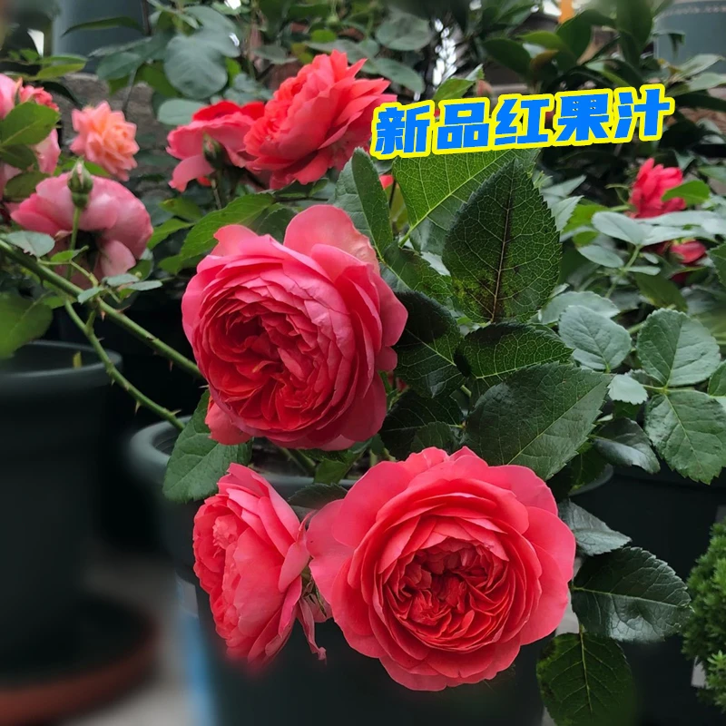 红色果汁阳台 月季花苗盆栽微月四季开花庭院大花玫瑰阳台