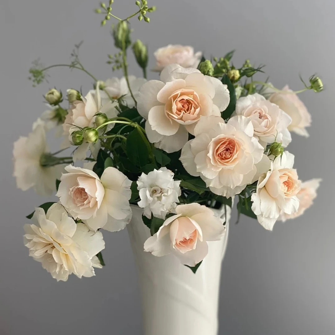 歌剧皇后 月季花苗大花浓香开花杏黄玫瑰四季盆栽庭院阳台花卉