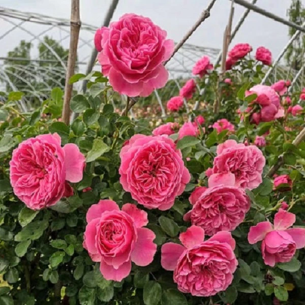 粉色达芬奇 大型藤本爬藤月季花苗蔷薇多季开花地栽庭院带竹竿发