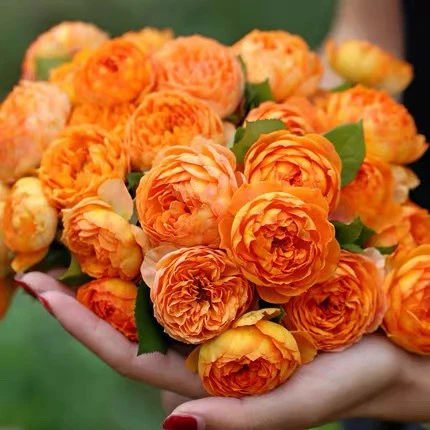 蜂蜜焦糖【中苗清仓】爬藤蔷薇月季花苗多季大花浓香庭院阳台耐寒