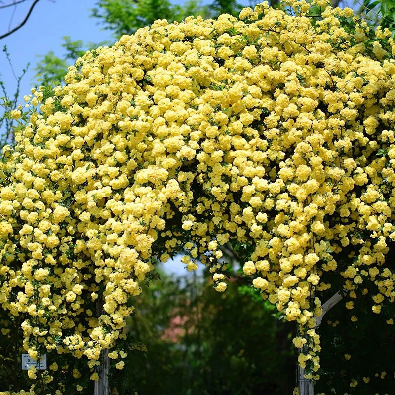 黄木香 花苗藤本爬藤植物丰花花量大拱门花墙庭院地栽花卉好养