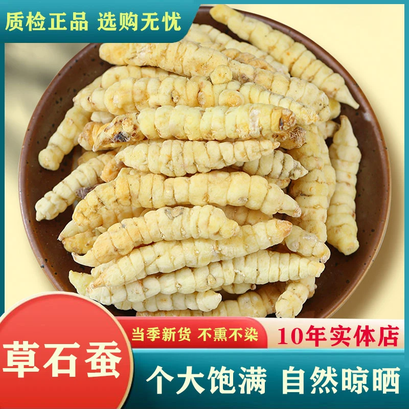中药材精选 草石蚕干货材 无硫正品土冬虫草地蚕优质饱满植物