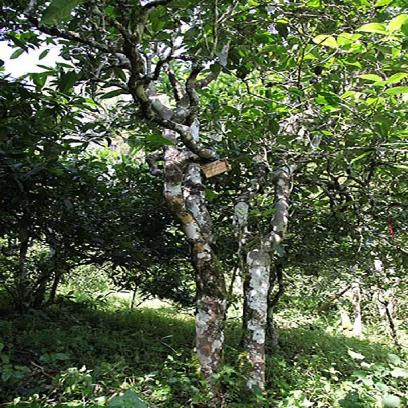 老板娘粉丝专享 曼松春散茶通用