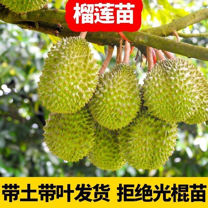 正品嫁接苗金枕黑剌猫山王榴莲树苗正宗品种果肉细腻香甜南方种植