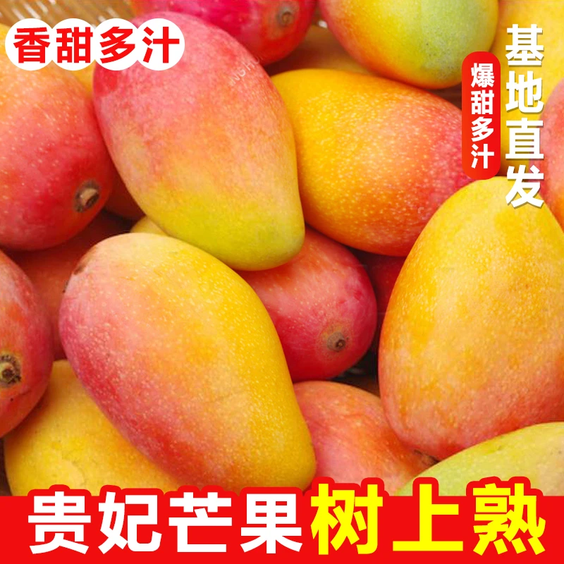 【正宗】攀枝花贵妃芒果树上香甜现摘现发新鲜包邮到家成熟多汁