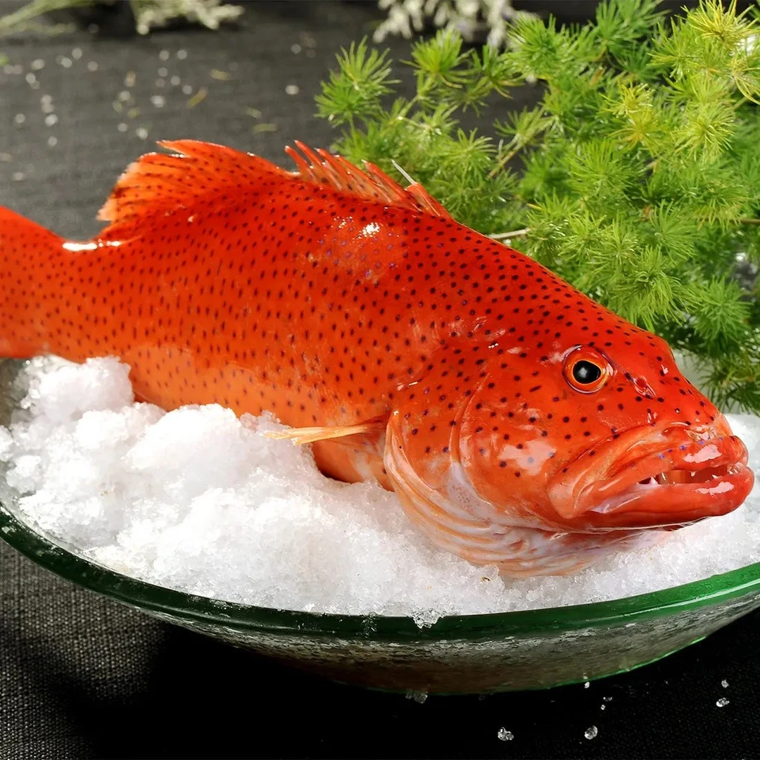 【青岛渔博会专属】东星斑 深海新鲜海鱼石斑鱼 可红烧清蒸