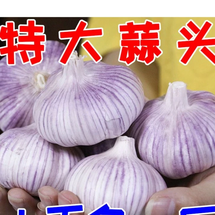 【新店特价】山东大蒜新干蒜批发1斤大蒜头产地直发优质农产品新鲜