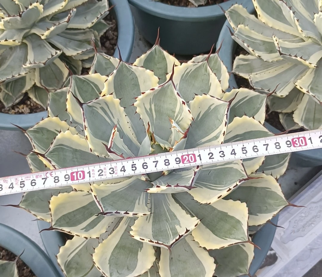 龙舌兰吉祥冠锦沙生植物