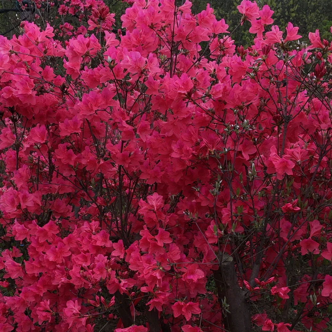 杜鹃 映山红 紫色 红色