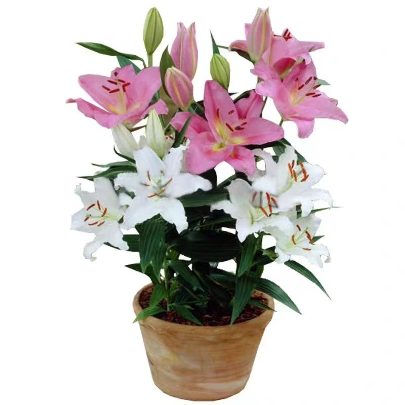 大花浓香香水百合种球阳台庭院盆栽地栽四季开花花香耐寒进口种植