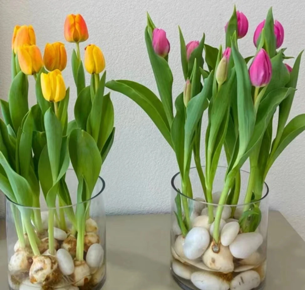 【进口5个球】水培郁金香种子耐寒郁金香大种球年宵花玻璃瓶小红书