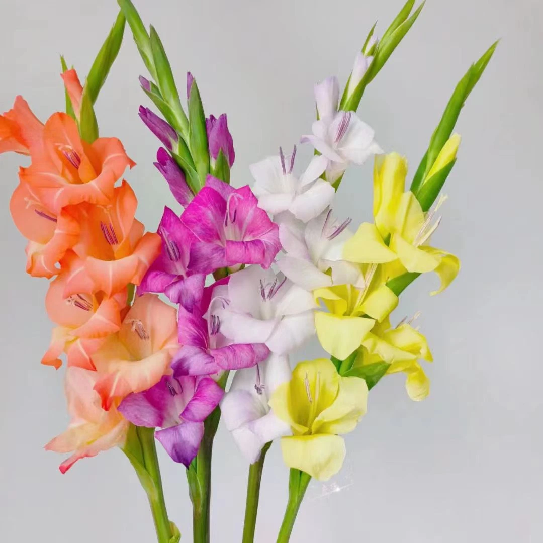 进口剑兰种球唐菖蒲多年生浓香型耐热耐寒四季易活地栽盆栽种植