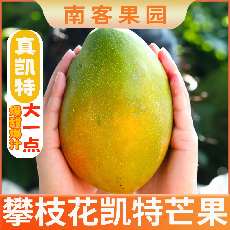 【催熟食用】正宗攀枝花凯特芒单果300-700带箱10斤到手7-15个芒果