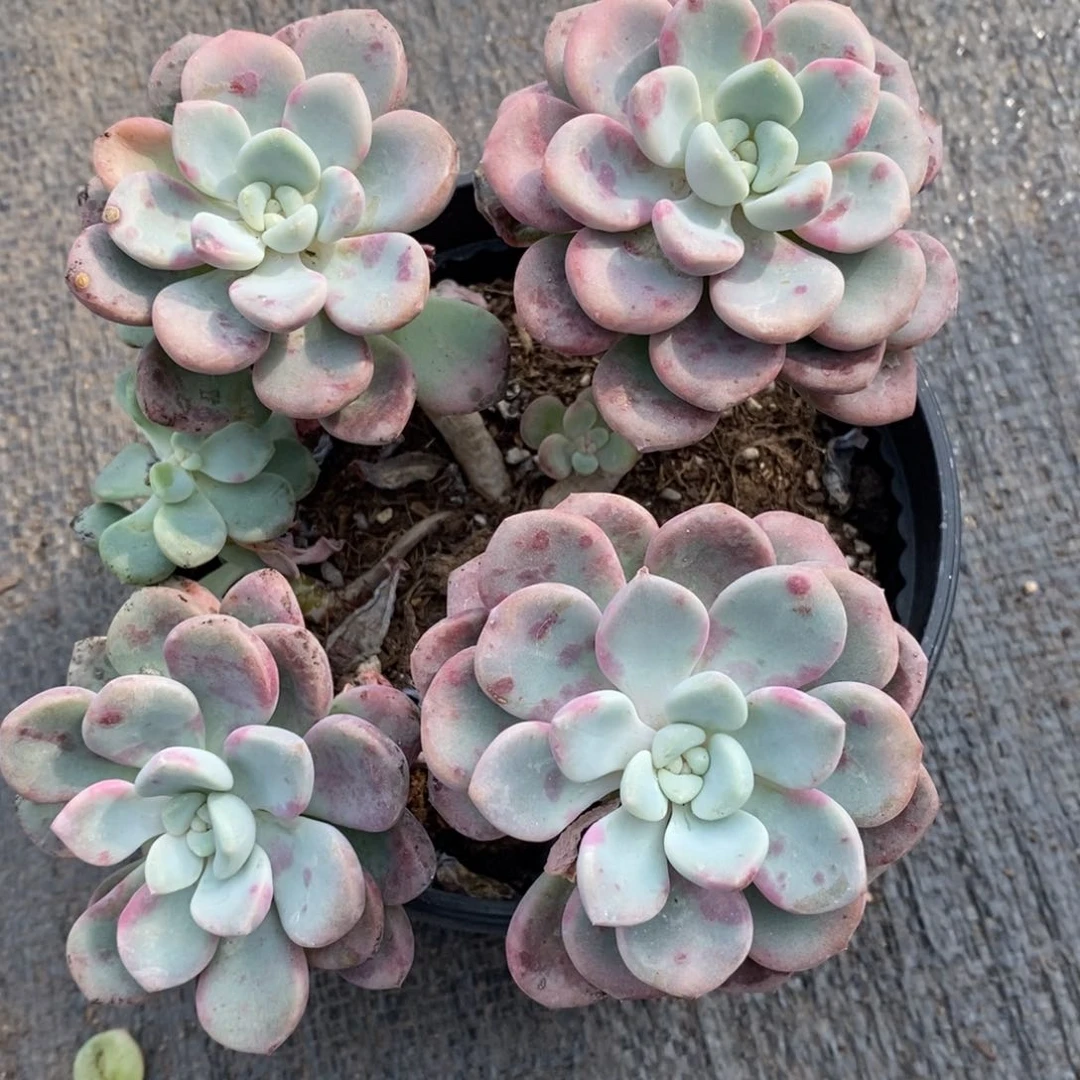 花斑露三头起小盆多肉