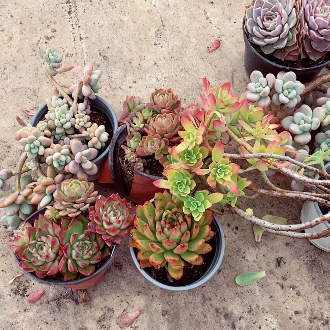 薄化妆 芬达 洛神 梦幻女王 圣诞东云五合一