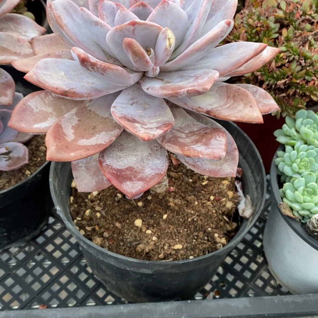 红茶（八亩地货）单头