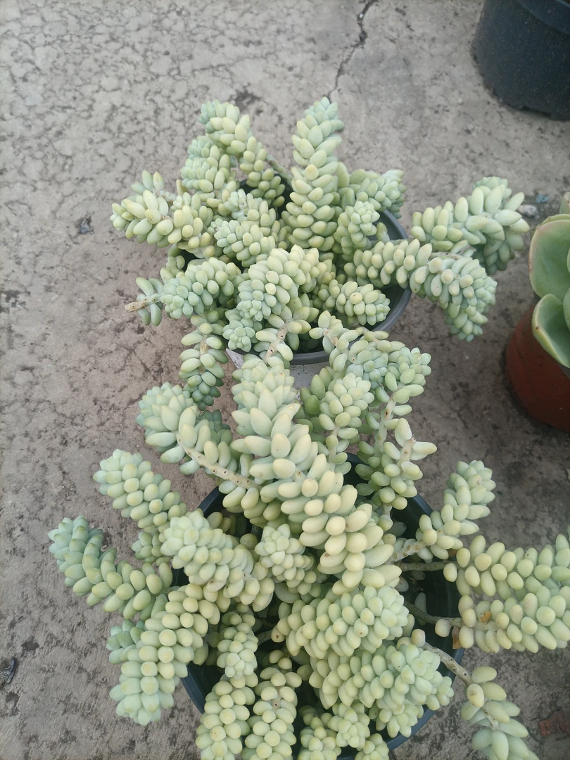 彩虹玉坠两盆多肉植物