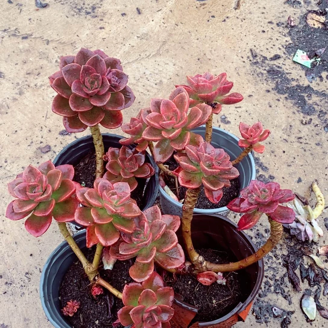 巧克力单头起四盆多肉