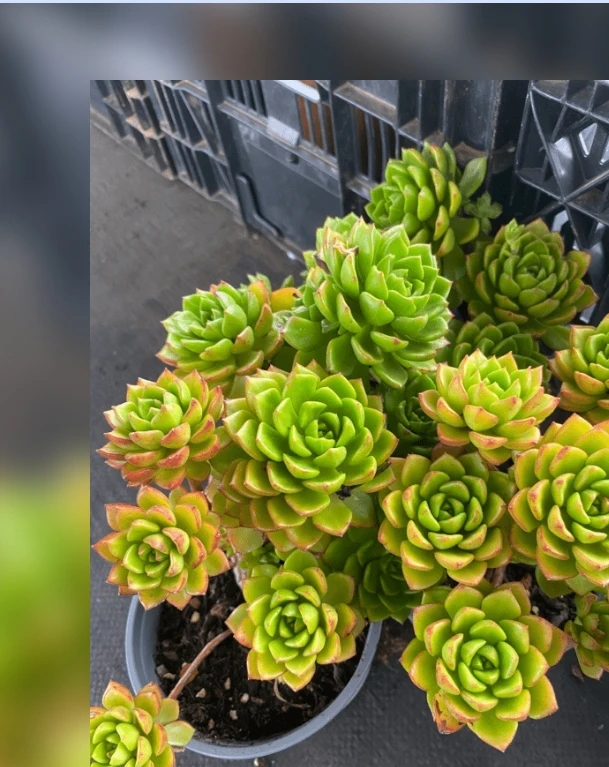 火焰蒂亚玫瑰三盆