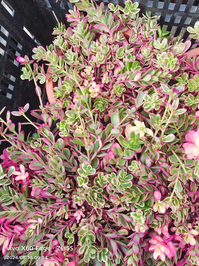 太阳花锦大盆多肉植物