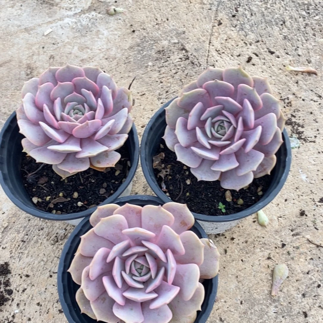 粉蝶单头三盆多肉植物