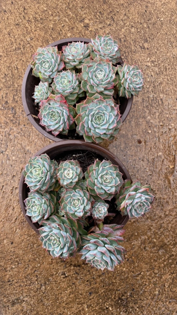 海槟格瑞120杯两盆多肉