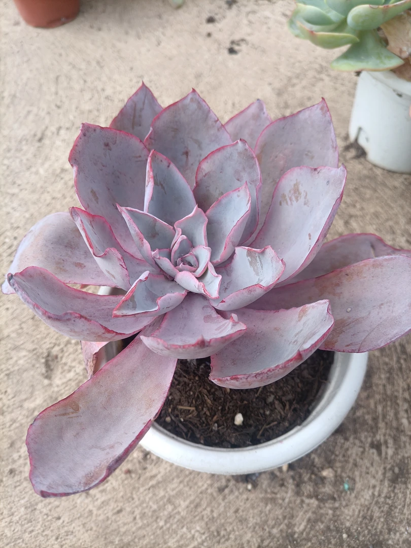 晚霞大单头老桩多肉