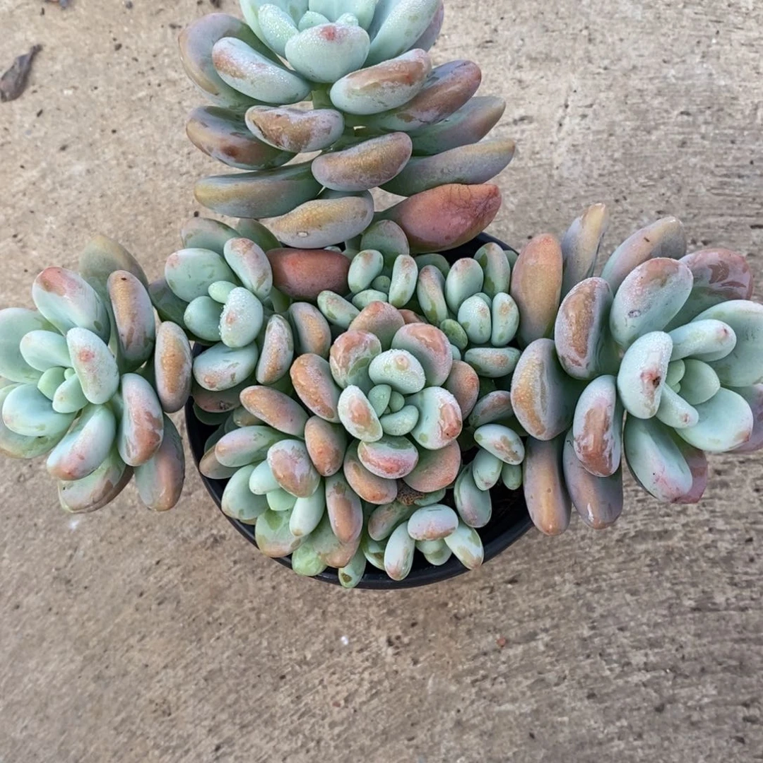 红洛神一盆八亩地货