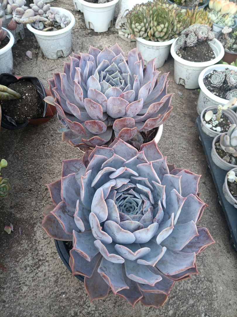 露西娜超大单头老桩多肉