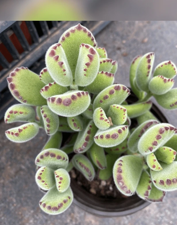 熊童子整桩多肉植物