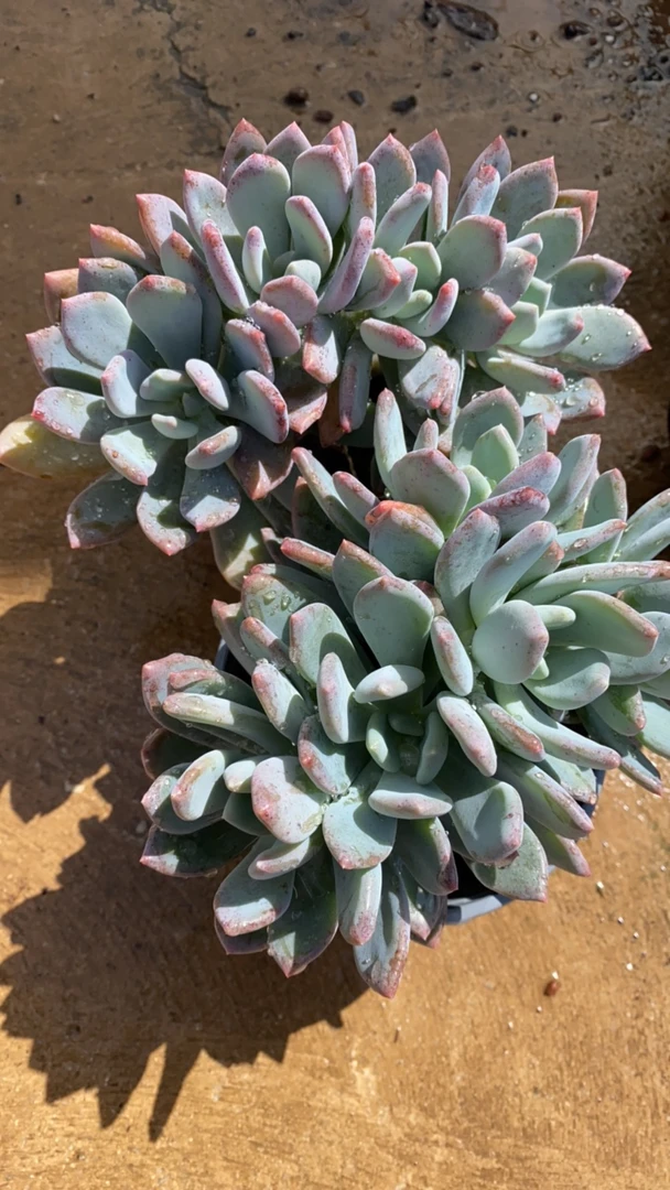 灰姑娘3-4头群生120杯