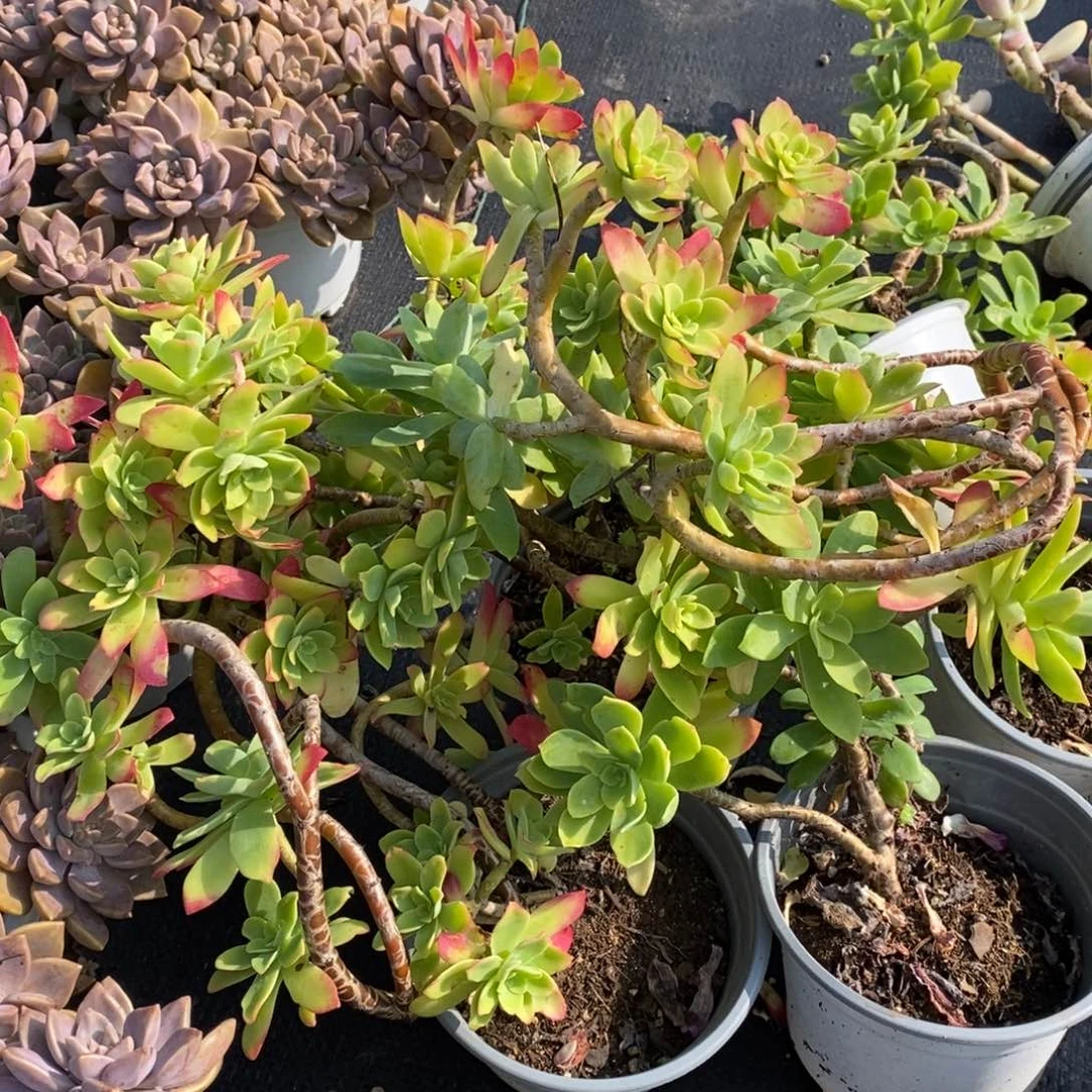 清扬小盆四盆多肉植物