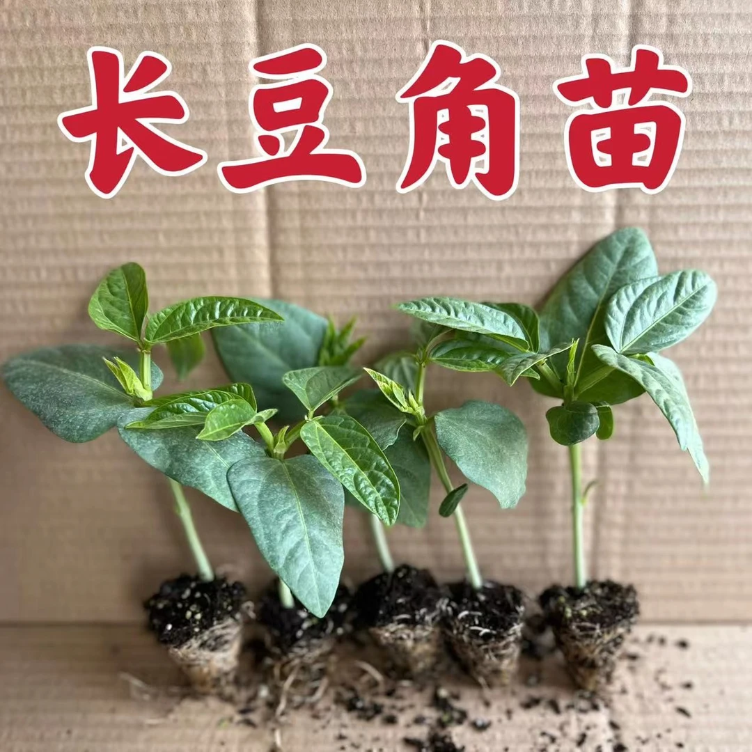 豆角秧苗带土庭院无架四季豆角苗爬架长豆角豇豆苗蔬菜阳台盆栽苗