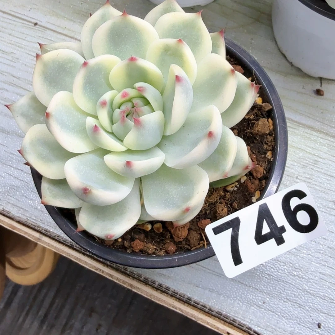 746号娃娃锦多肉