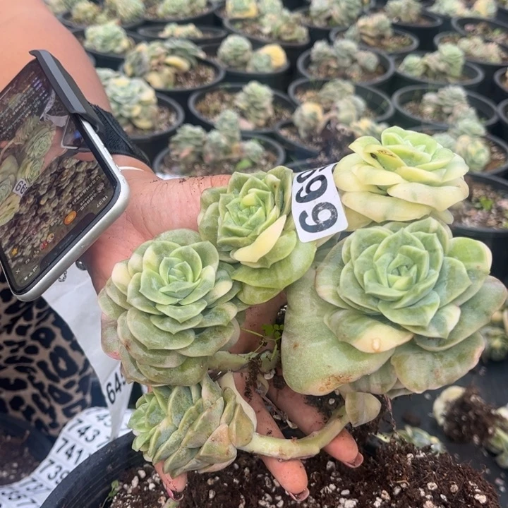 699可爱玫瑰锦群生