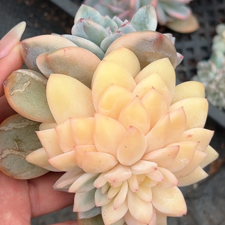 橙梦露锦大锦边一颗