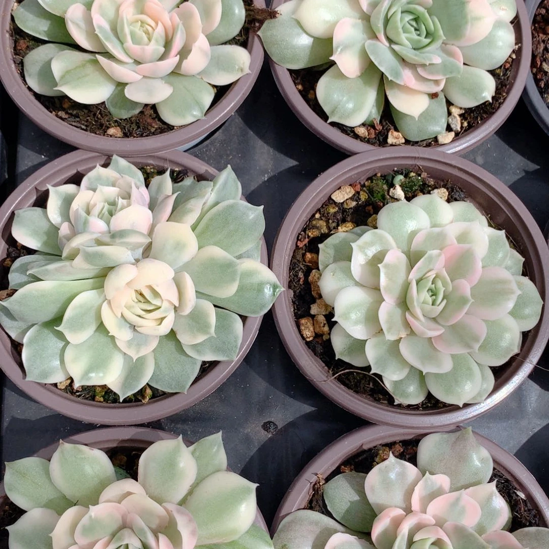 昂斯诺锦一颗价格