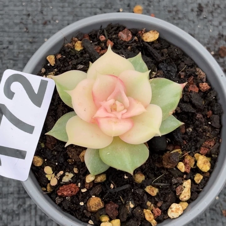 贝加尔湖锦一颗价格172