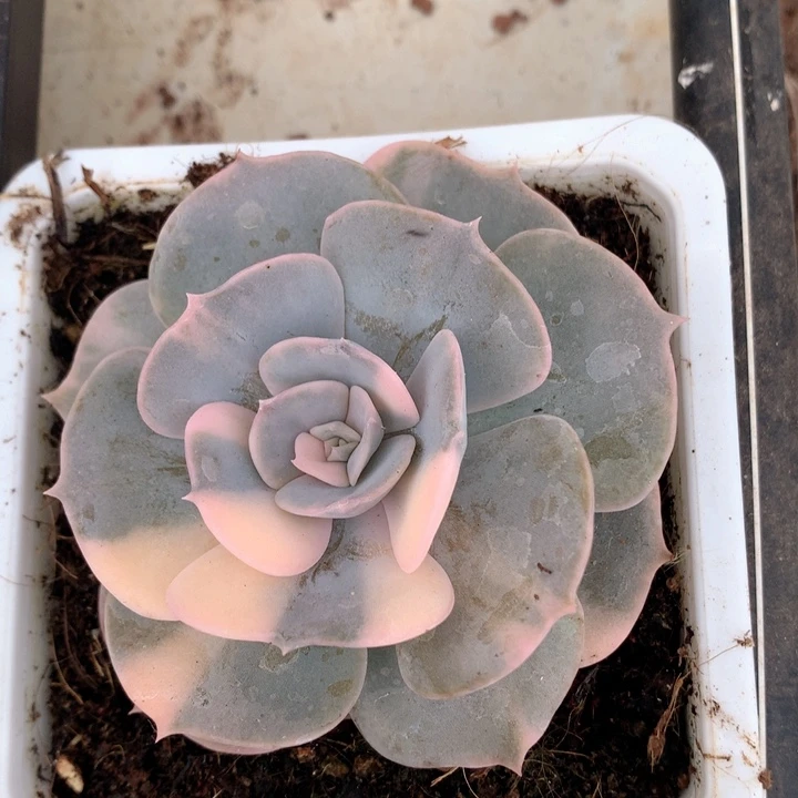 双子座锦花脸锦发货