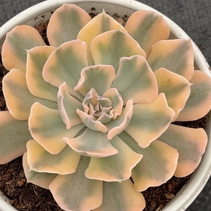 利比里亚锦一颗价格208