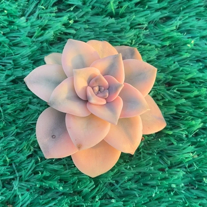 夏*苏粉紫乐左上角