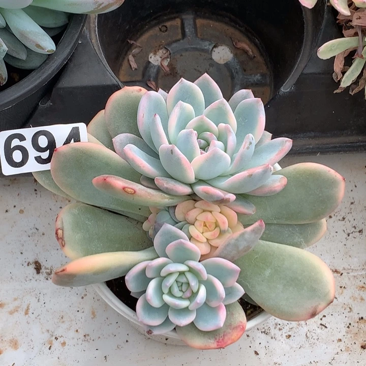 694橙梦露锦一颗价格